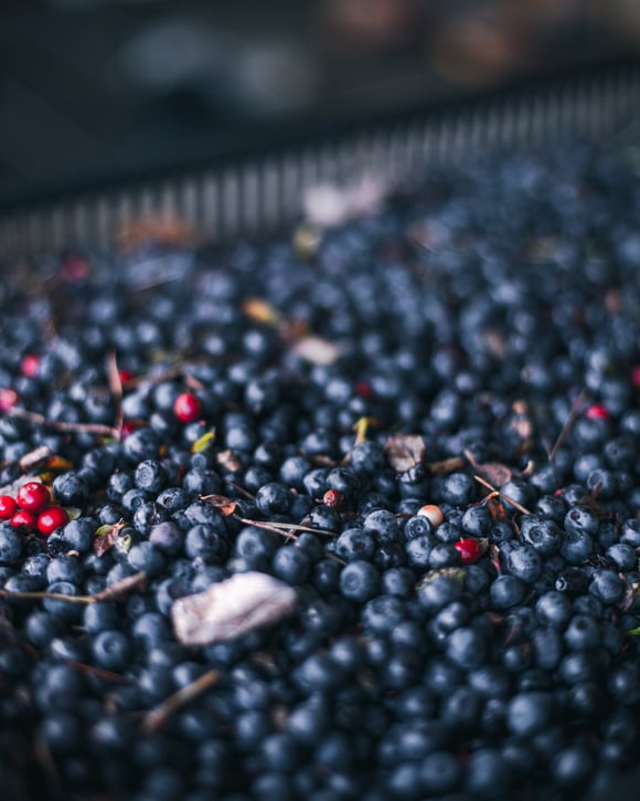 The Story Behind Polarica's Blueberries: A Journey from Forest to Table