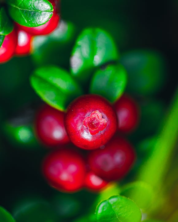 The Ultimate Super-Berry: Lingonberry