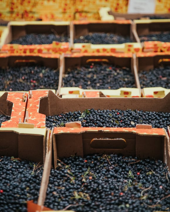 Challenging Fresh Berry Season in Poland