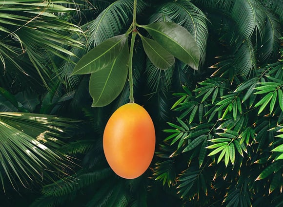 From Farm to Factory: Tracing the Journey of Mangoes in Our Supply Chain